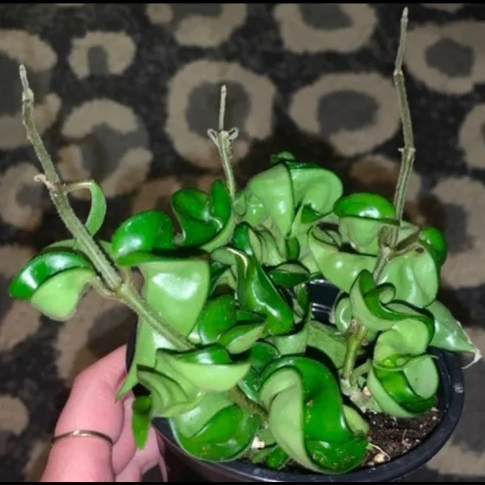 Hoya compacta / Hindu Rope - Picture 2 of 2